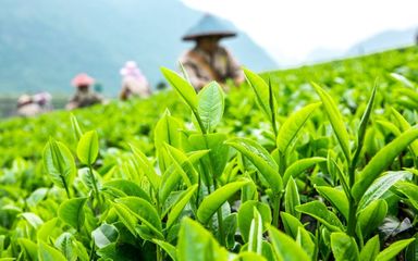 千畝茶園覓清涼，一縷茶香抵暑氣——海絲茶旅中的生態消夏記